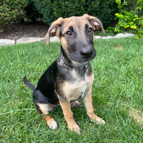 BUTTERFINGER - Retriever, Labrador / Shepherd, German available for adoption