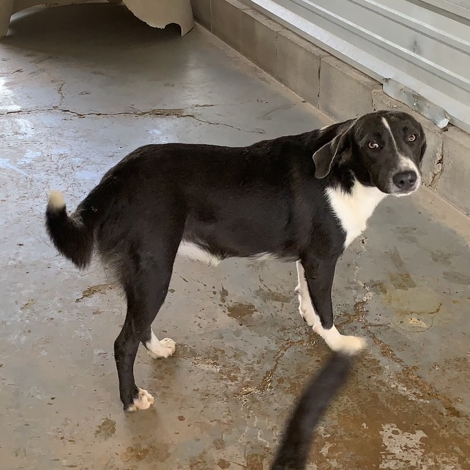 FOGGY - Terrier / Pit Bull available for adoption
