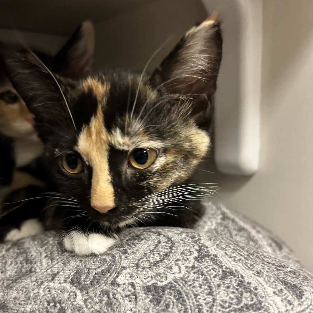 Chai  - Domestic Shorthair