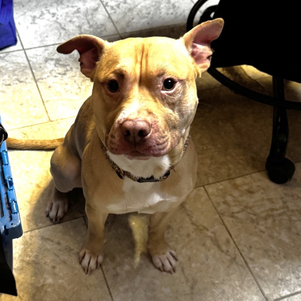 NY Buster (Foster in Crompond NY)