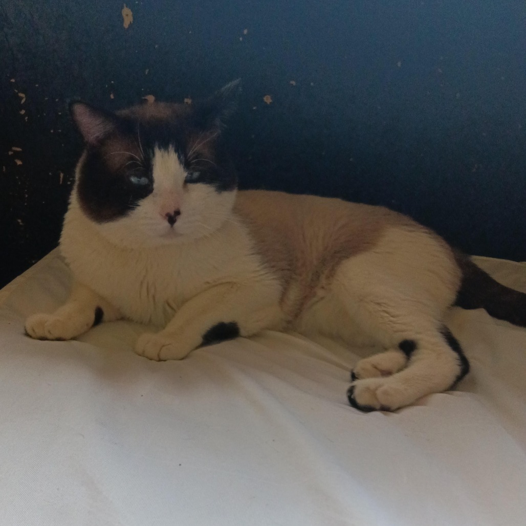 TROUBLE - Domestic Shorthair available for adoption