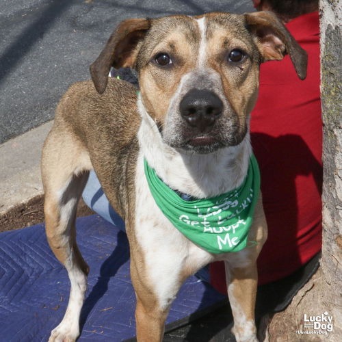 FIZZ - Shepherd / Mix available for adoption