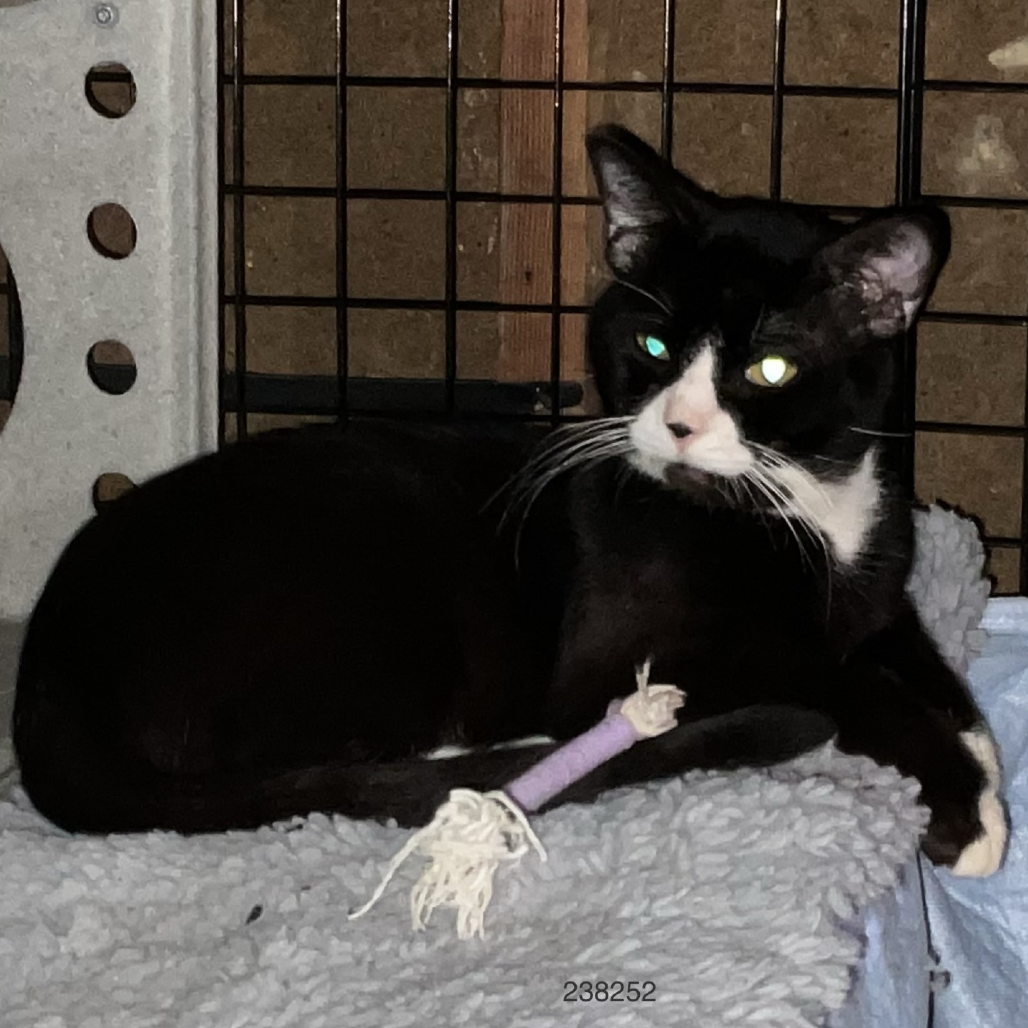 Photo of Sailor Cat Matros