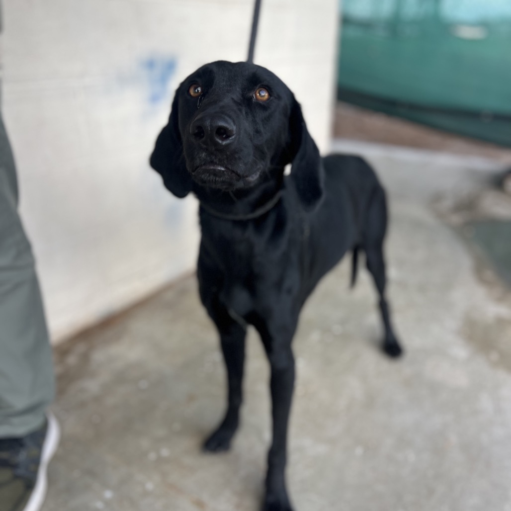 Photo of Mystique, available for adoption at PVAS