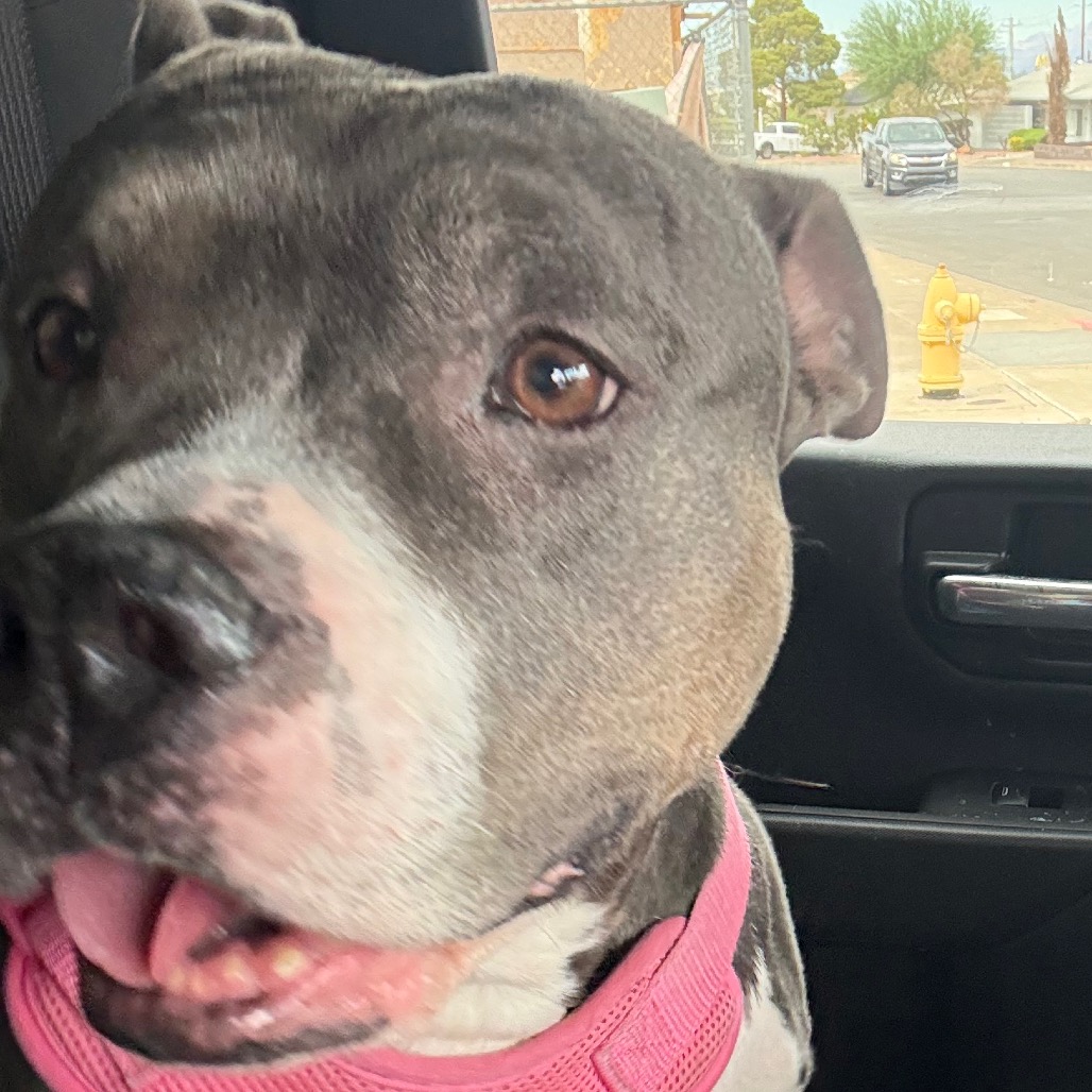 LULU - Terrier / Pit Bull available for adoption