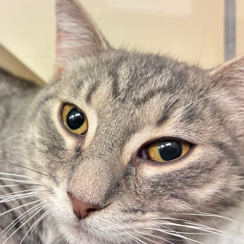 BIRCH - Domestic Shorthair available for adoption