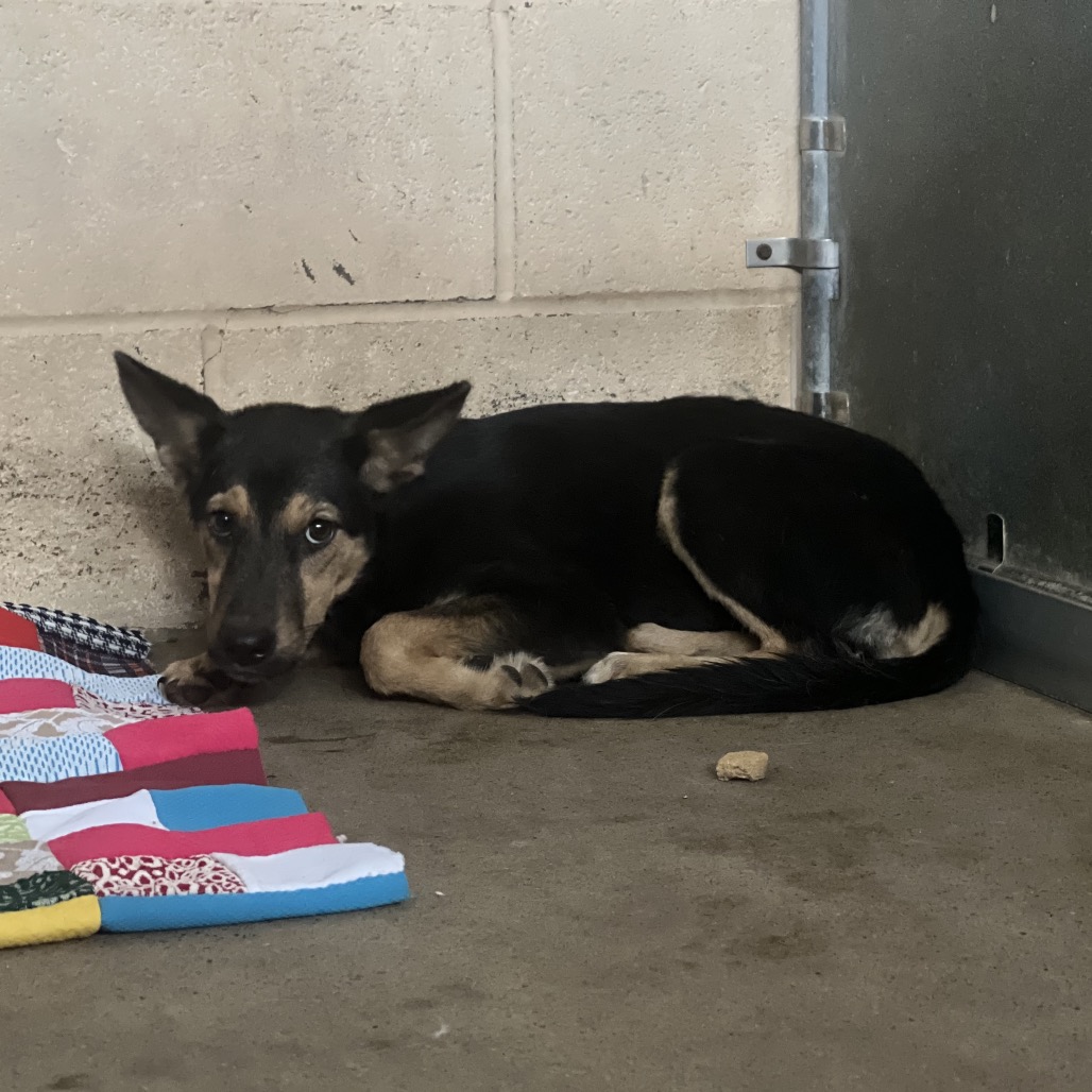 POISON IVY - Shepherd available for adoption