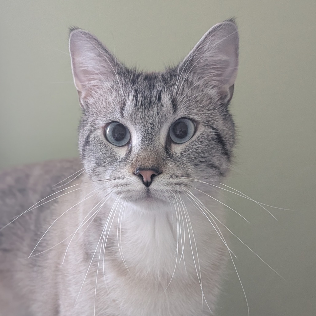 Milo, photo 8