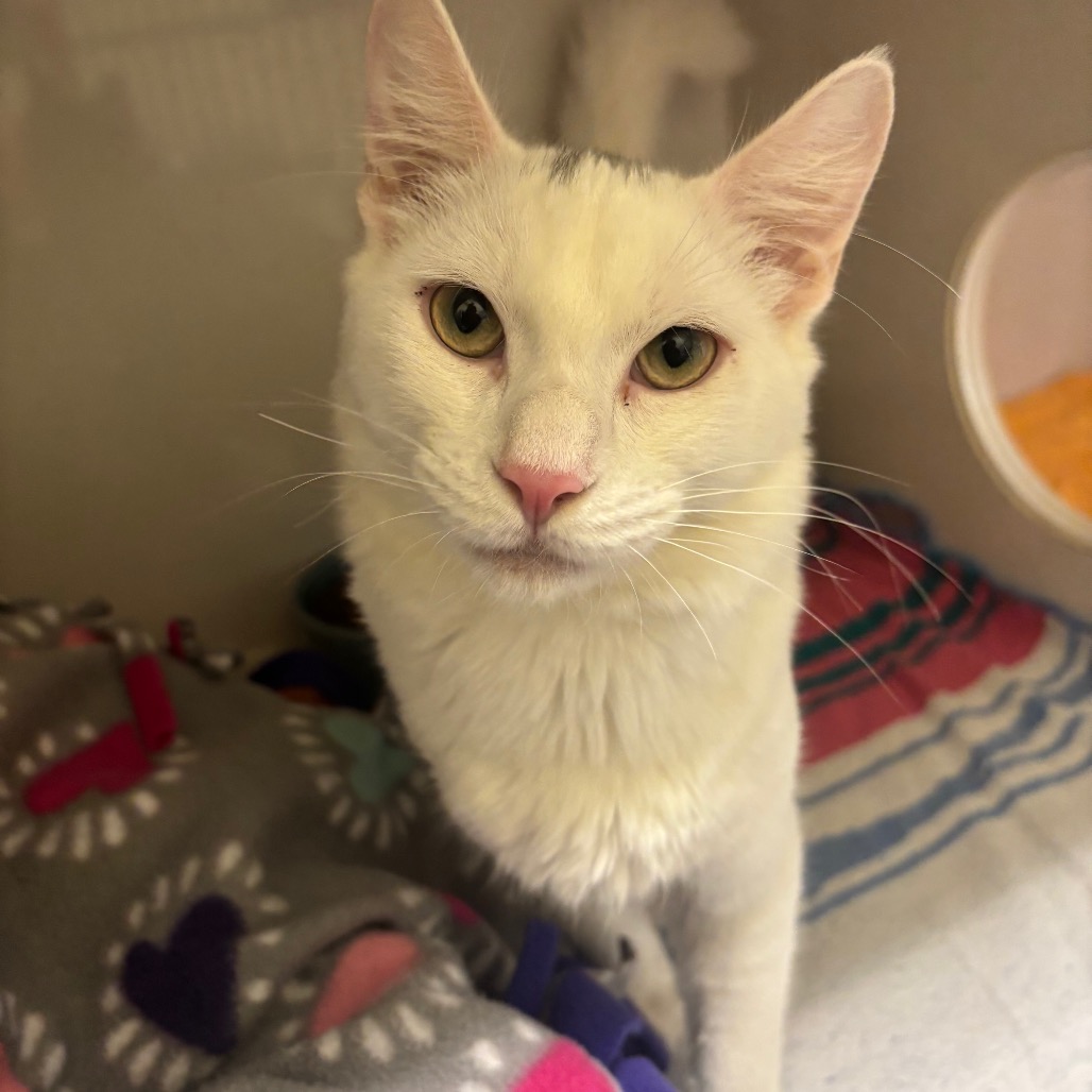 Pippin - Domestic Shorthair