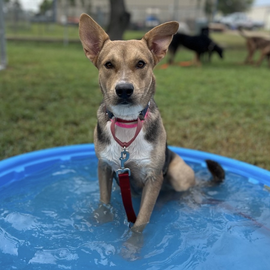 YZMA - Shepherd for adoption in Edinburg
