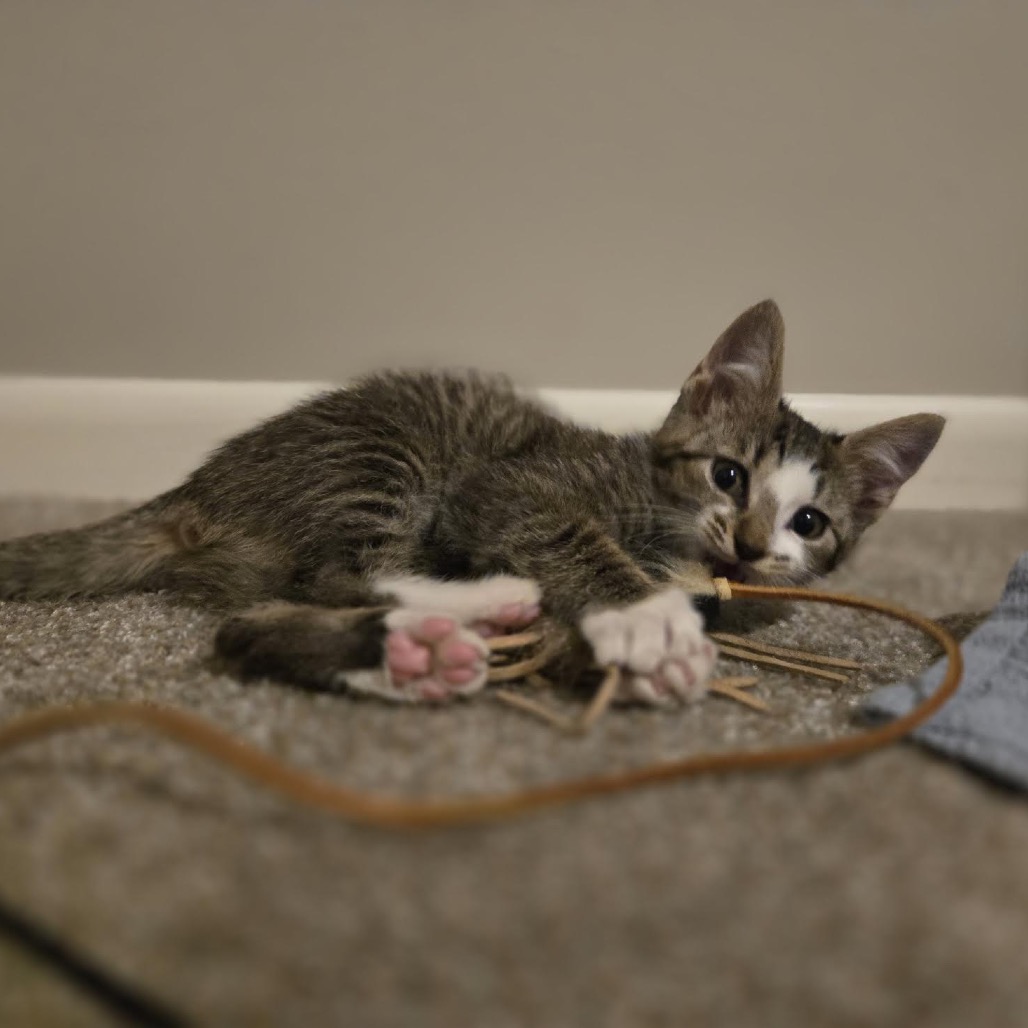 COSMO - Domestic Shorthair available for adoption