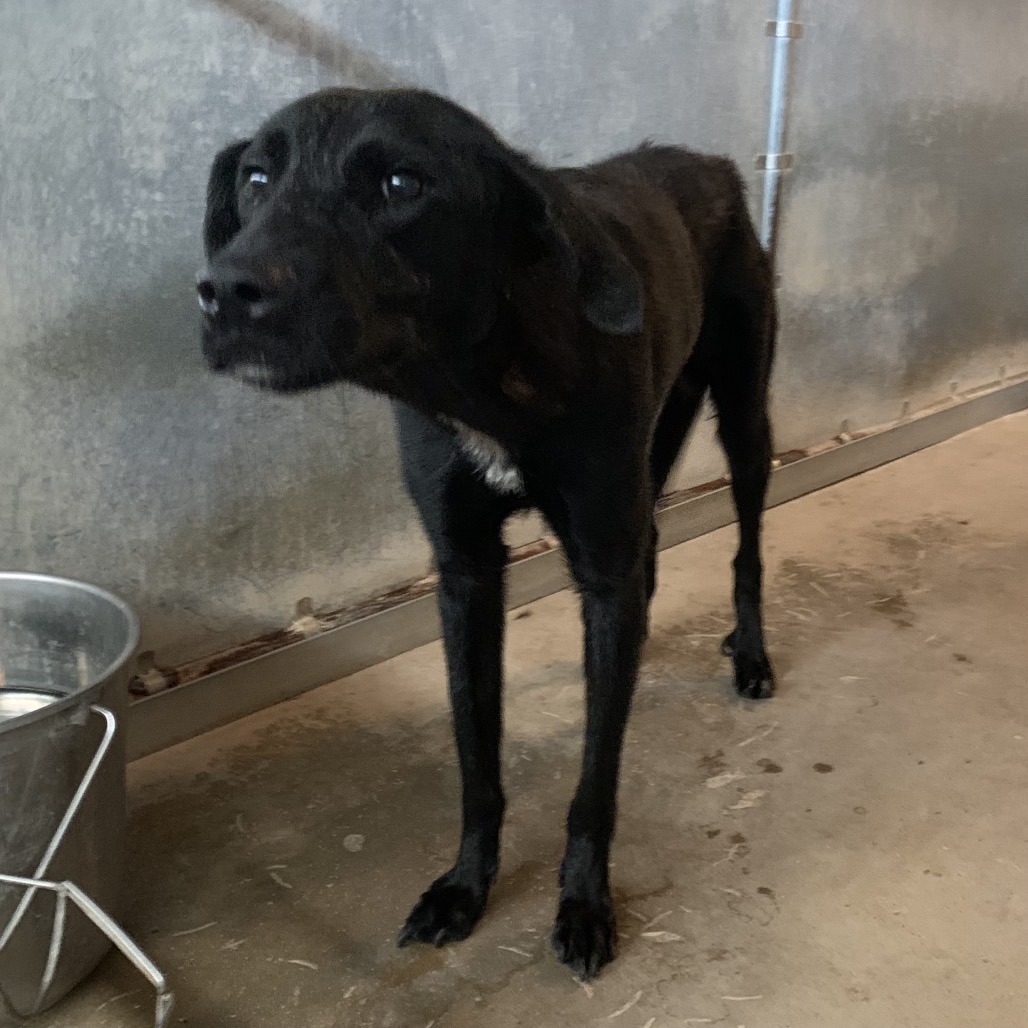 ROLI POLI - Retriever / Mix available for adoption