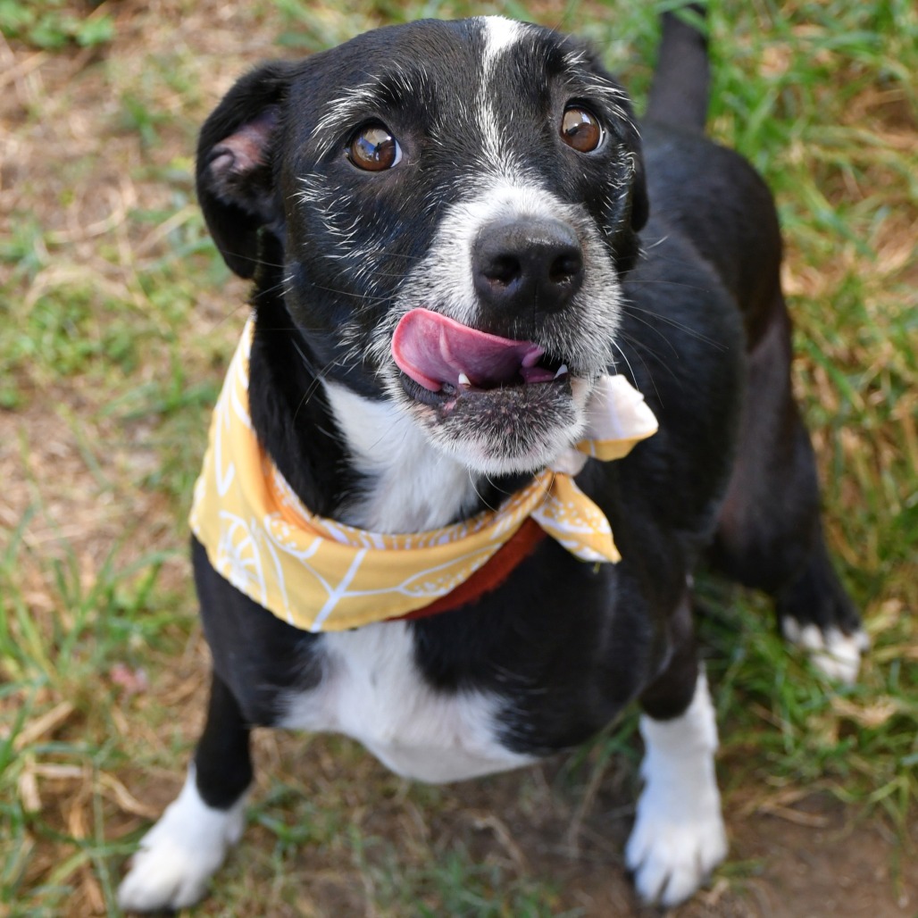 GODDESS - Terrier available for adoption