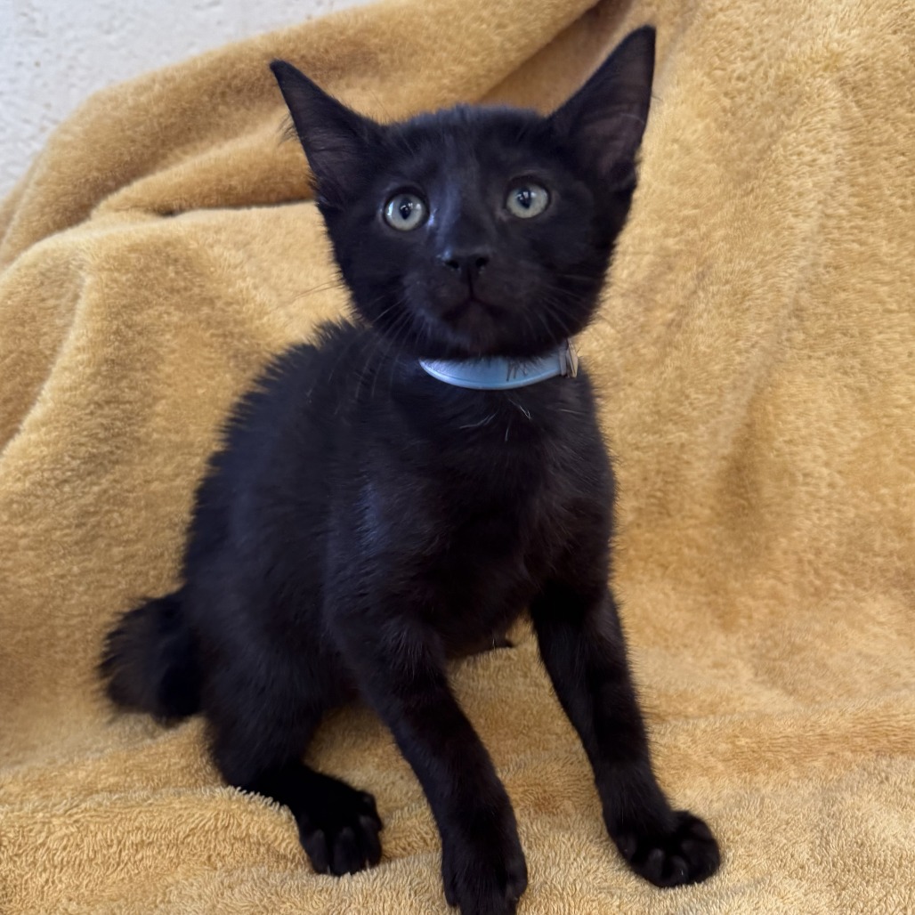 Jettson  the Cat