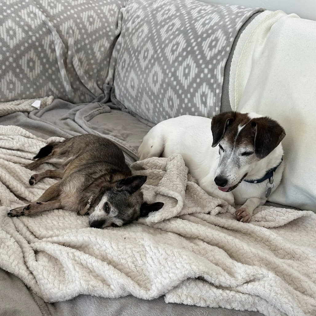 Bandit, photo 5