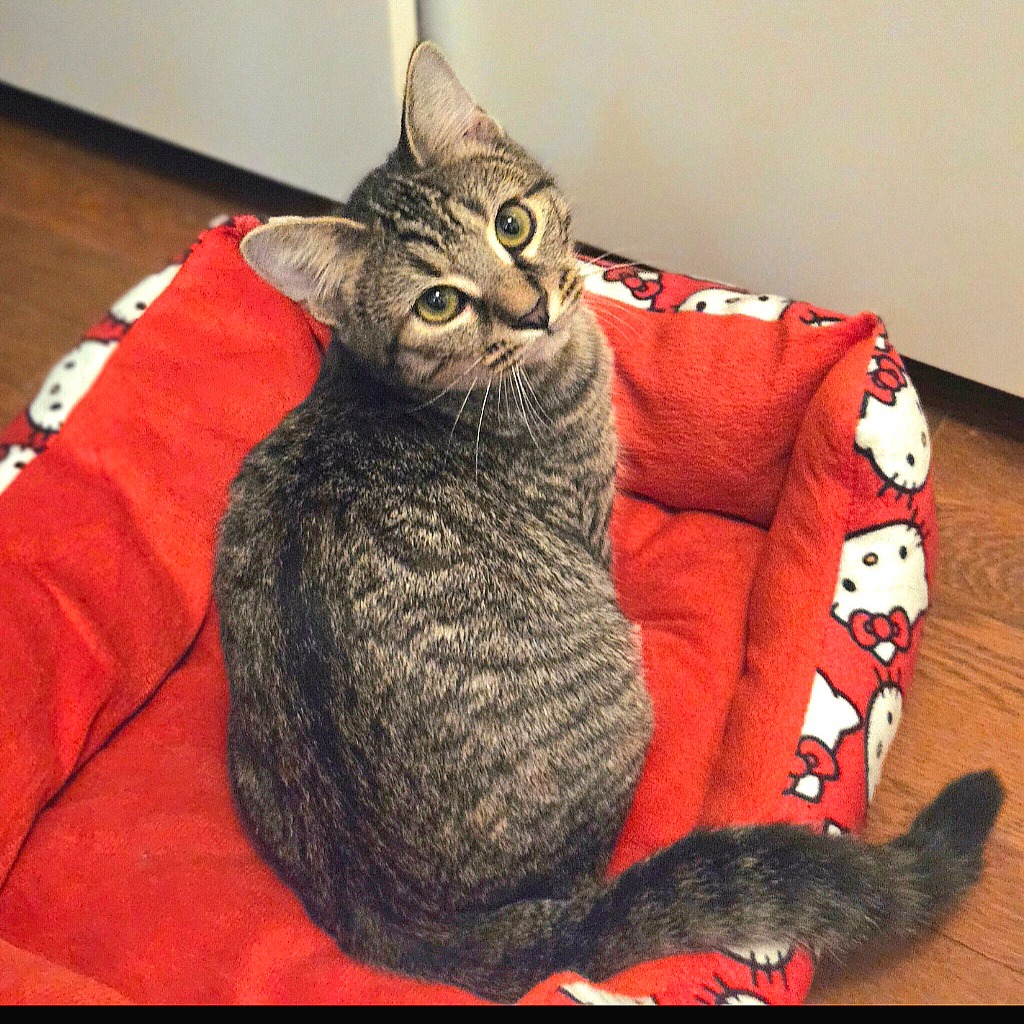 Fifi