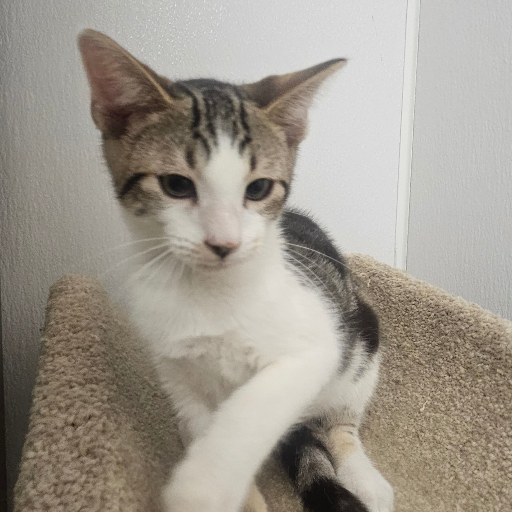 MOCHA - Domestic Shorthair available for adoption