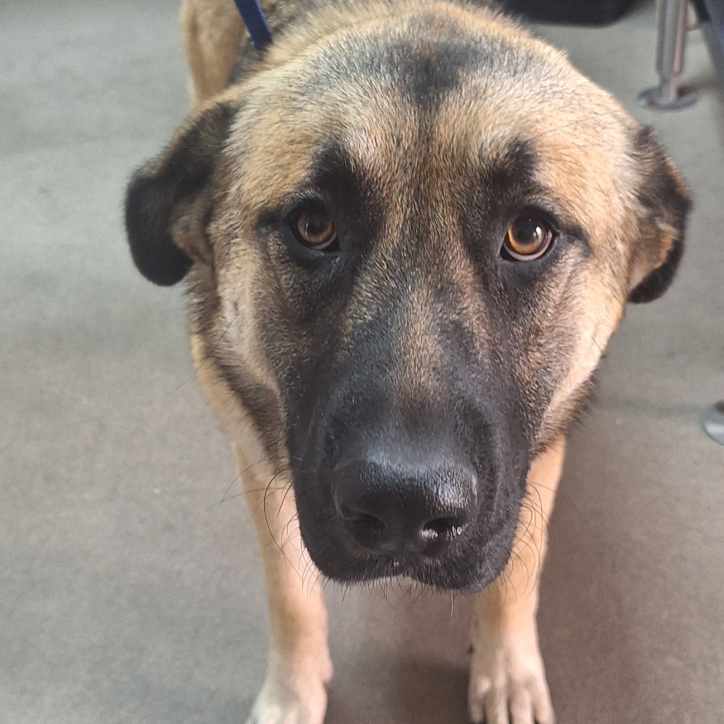 Kennel #29 Star's preview photo