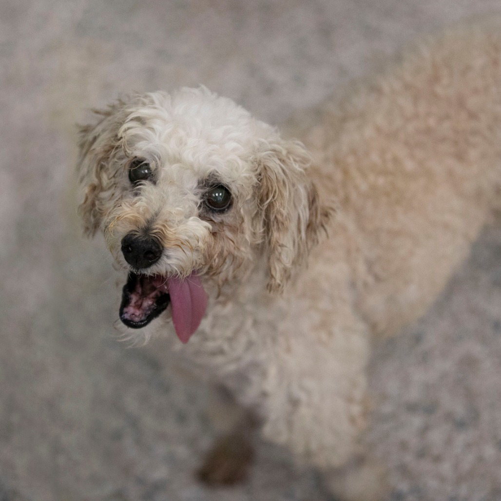 LUCA (AG26-113) - Poodle / Miniature available for adoption