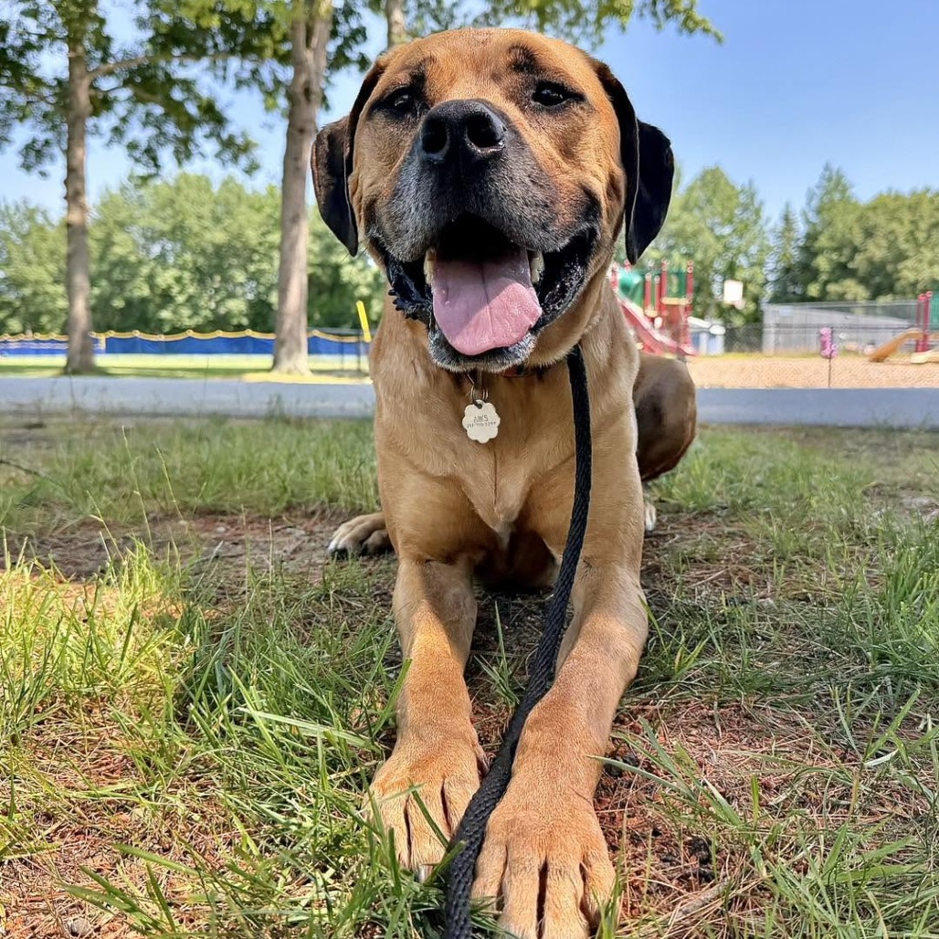 Boxer