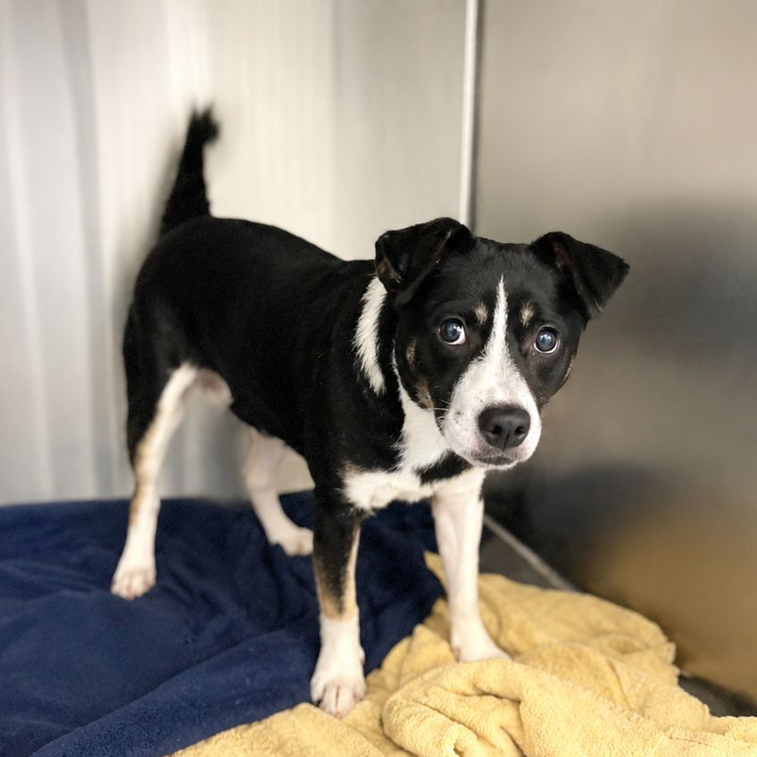 Buster , available for adoption at PVAS