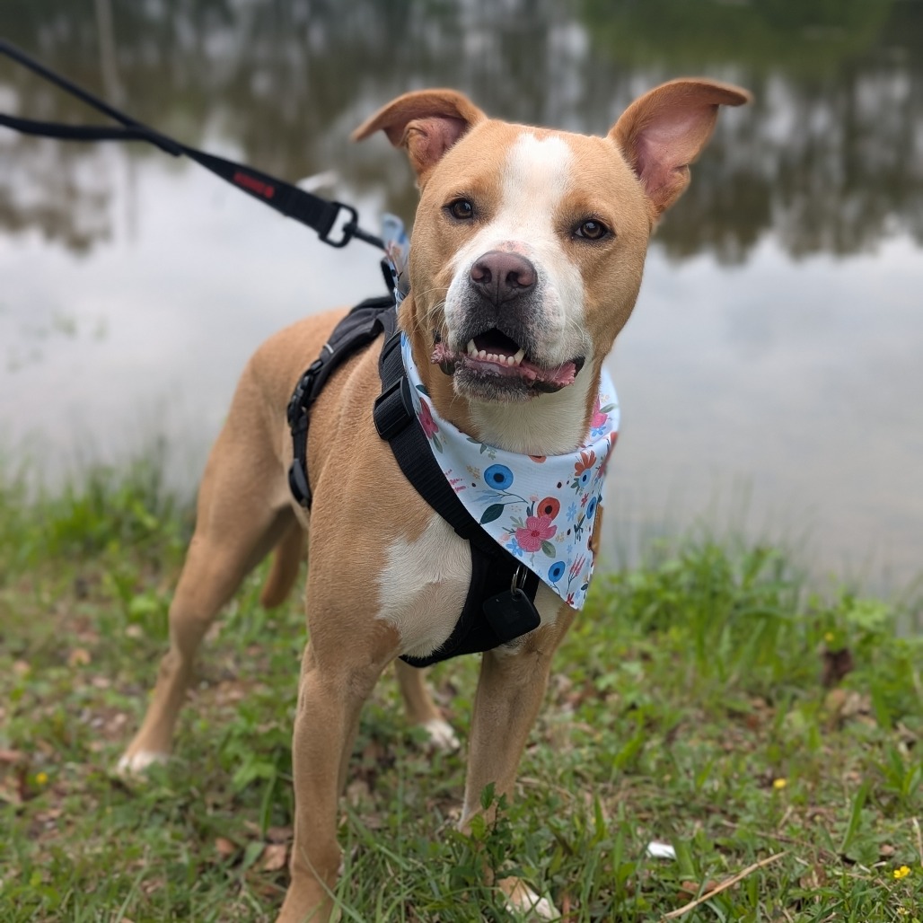 Bonnie 04-2230, photo 2