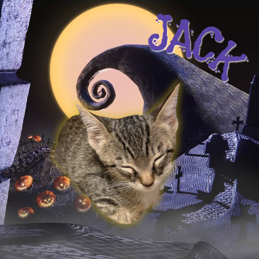 JACK - Domestic Shorthair available for adoption