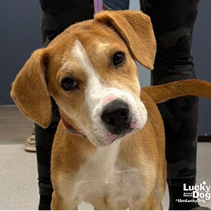 POUND CAKE - Retriever, Labrador / Shepherd available for adoption