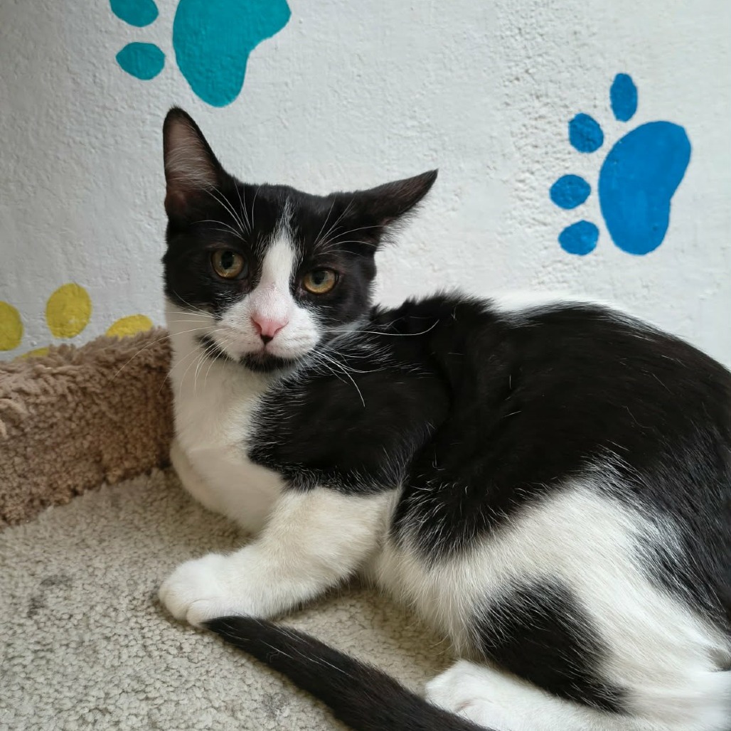 LUKE - Domestic Shorthair for adoption in Las Cruces