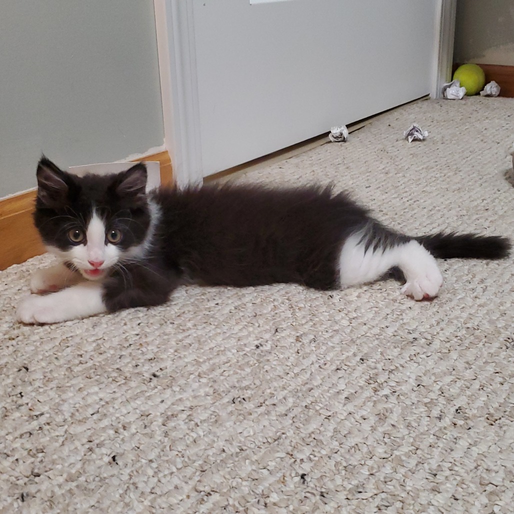 Chico