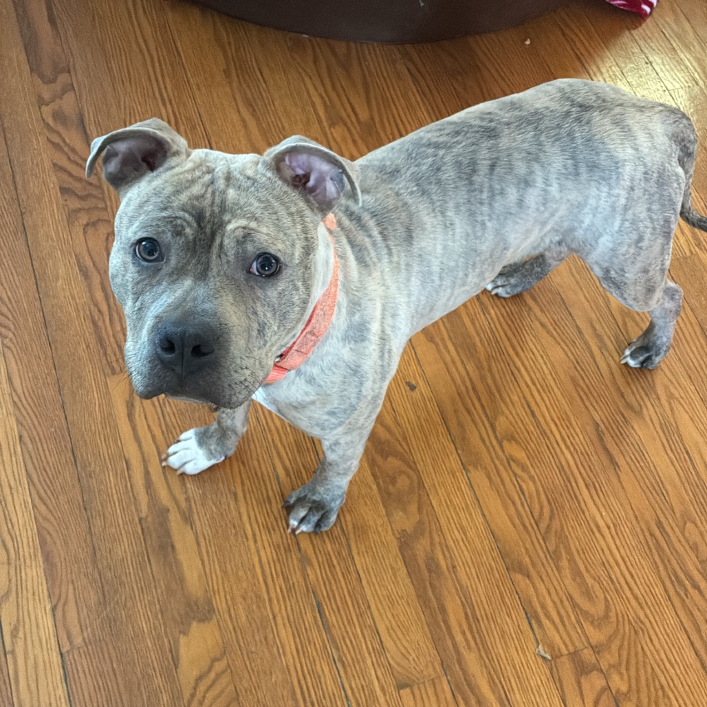 Ferb, a Terrier