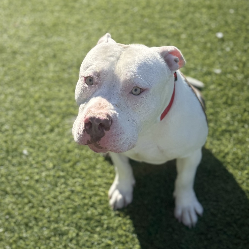 Photo of Woofus Wainwright 7