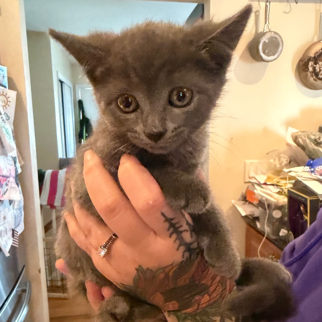 MARY (AVAILABLE 11/13) - Domestic Medium Hair available for adoption