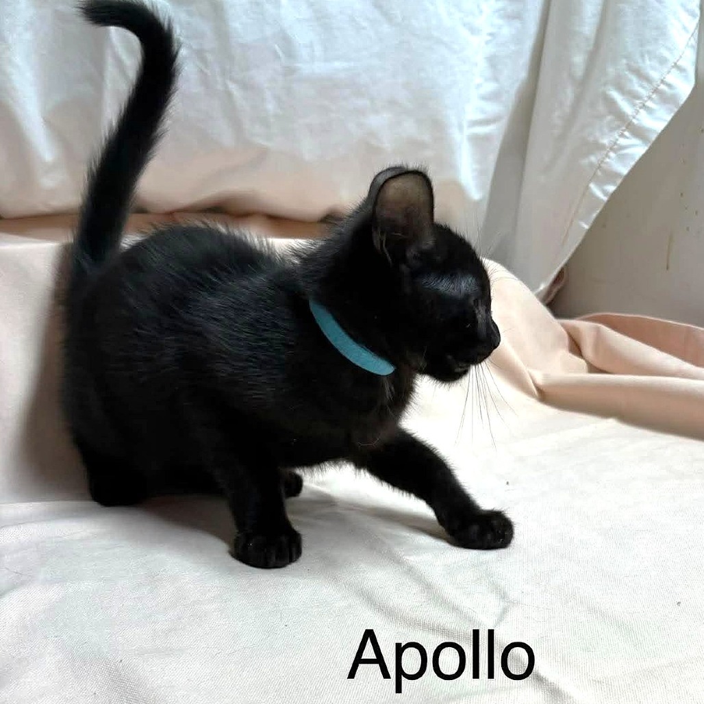 Apollo, photo 2