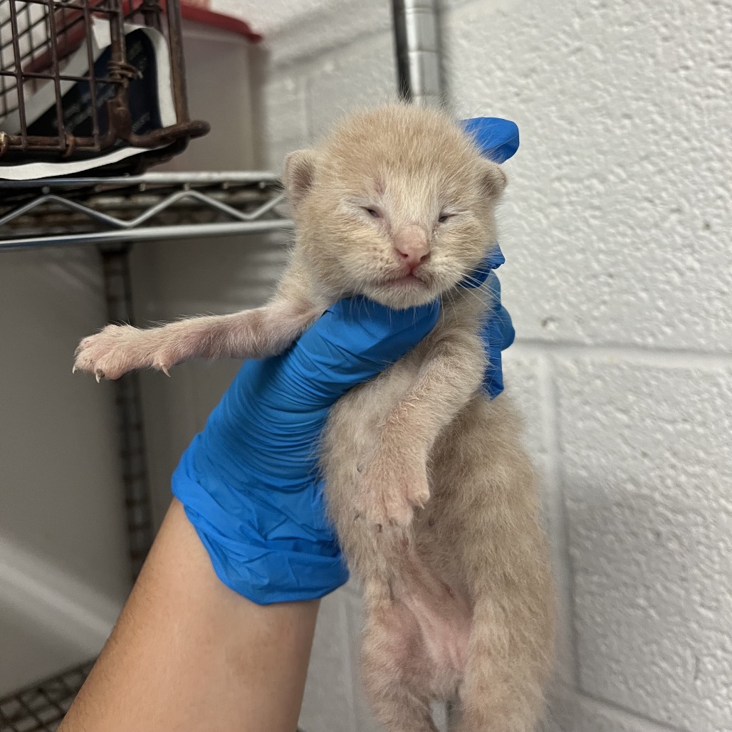JERICO - Domestic Shorthair available for adoption