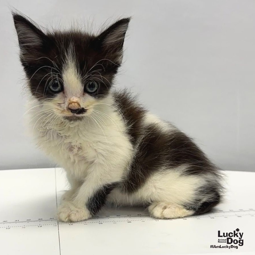 ABEL - Domestic Medium Hair available for adoption