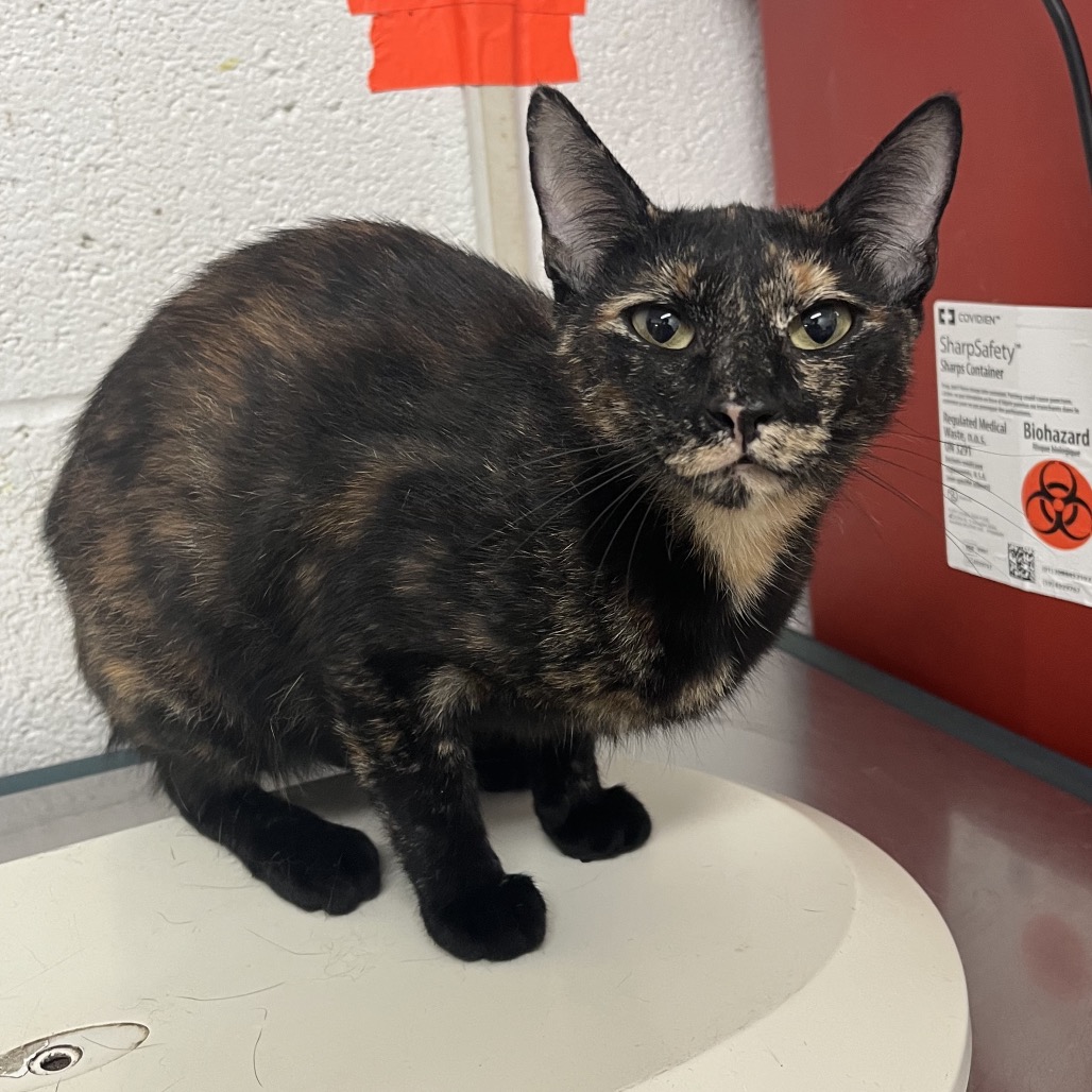 FRANKIE - Domestic Shorthair available for adoption