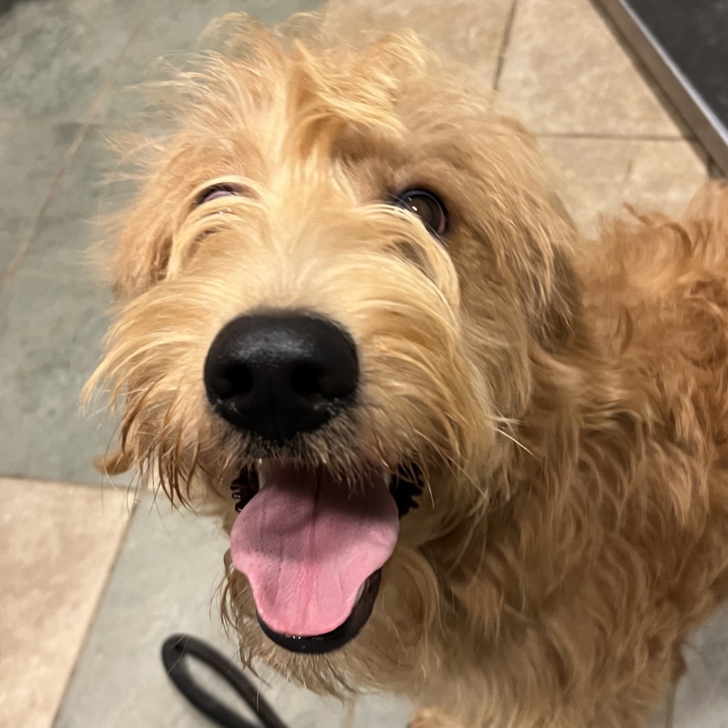 Bowie — thumbnail 8