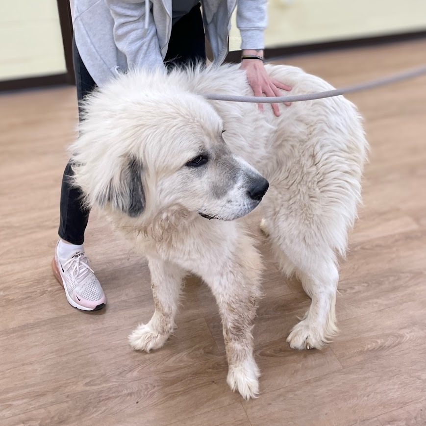 Percy — thumbnail 4