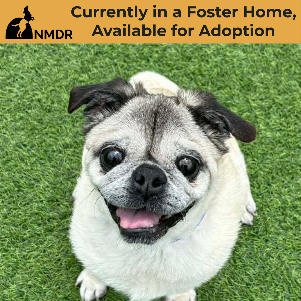 BOHDI (JA26-40) - Pug for adoption in Colorado Springs