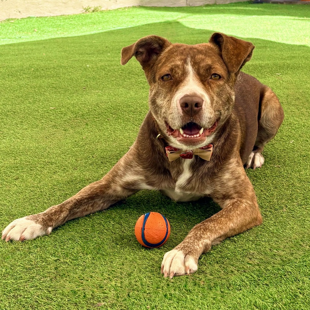 RAYA - PAWS - Mixed Breed (Medium) for adoption in Las Cruces