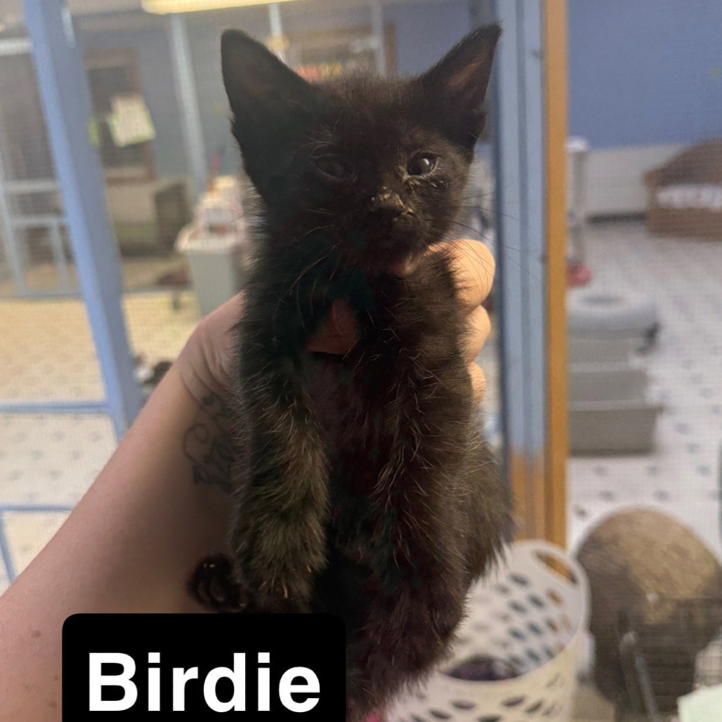 Birdie, available for adoption