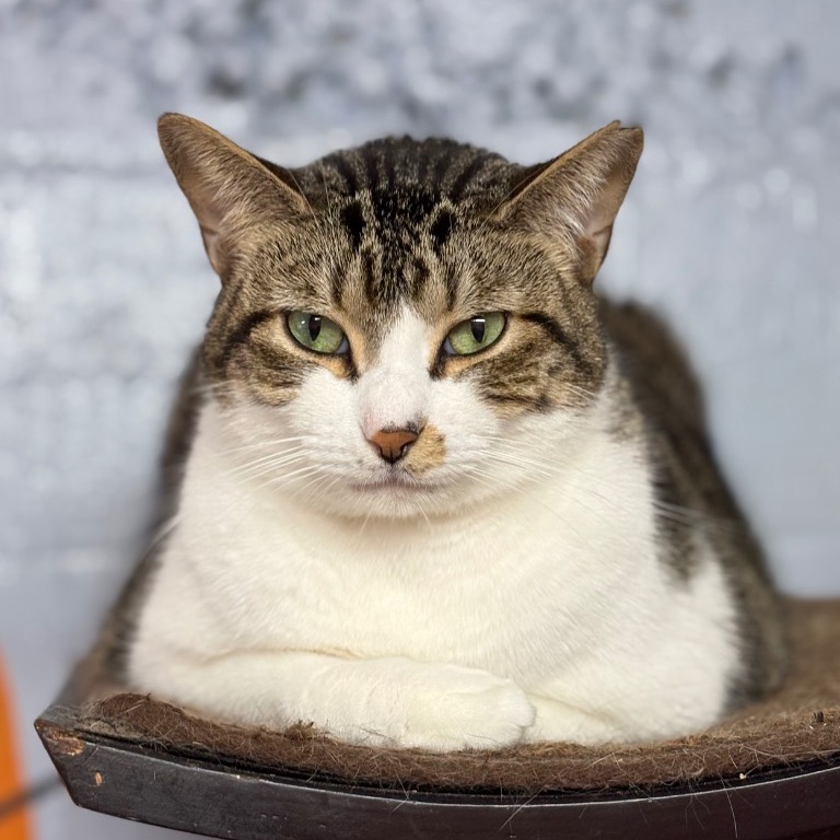 Close-up photo of Tulip