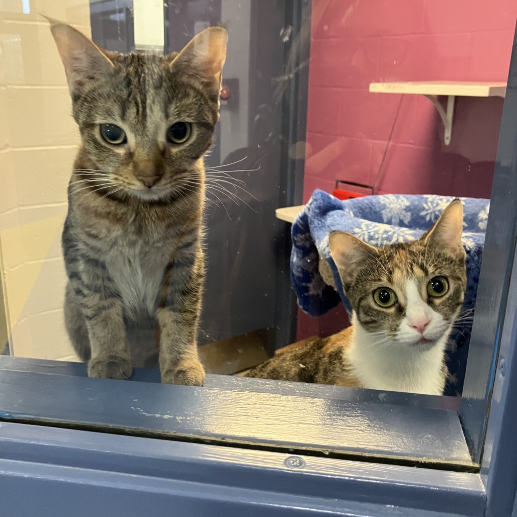 Photo of Canberra and Havana 7