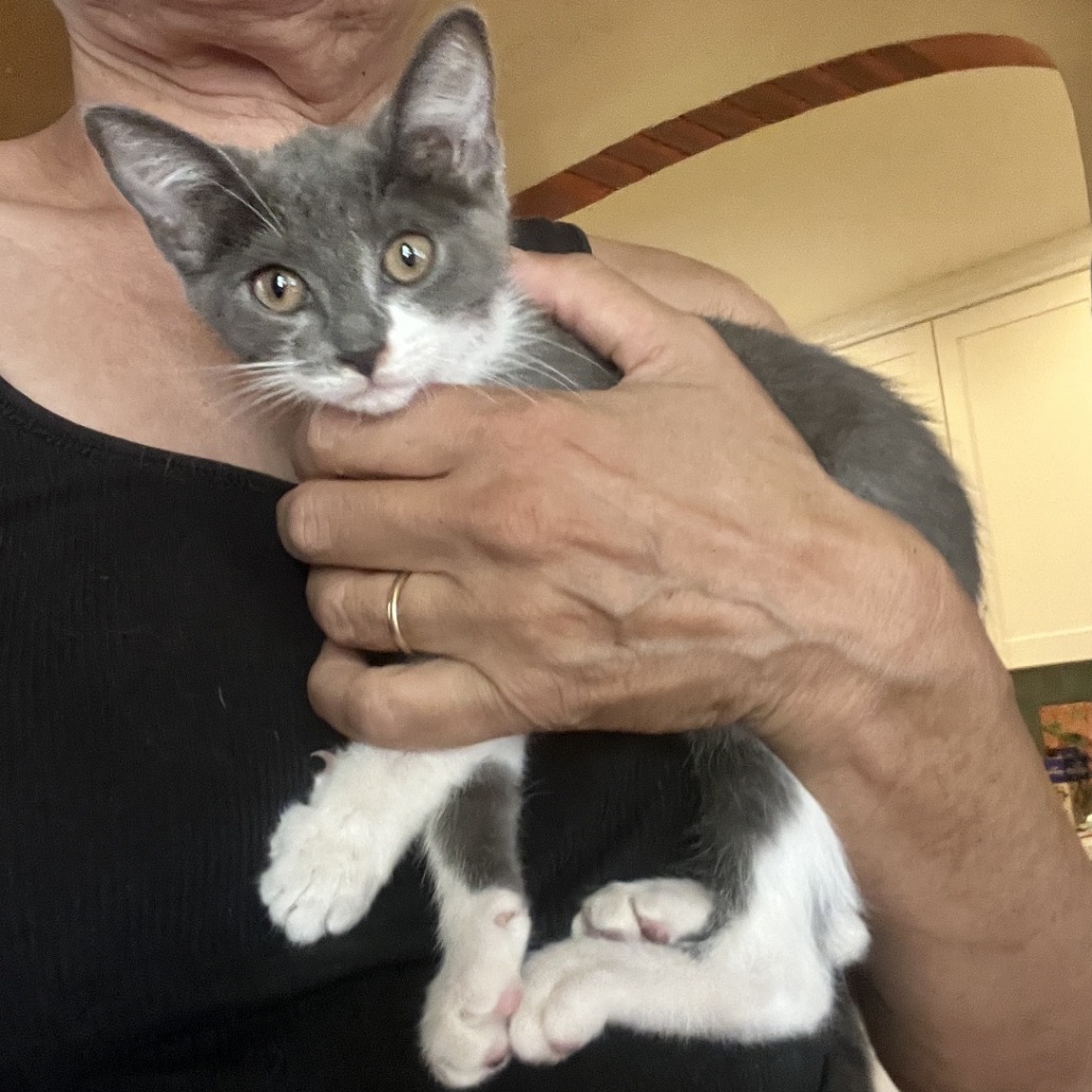 IRIS - Domestic Shorthair available for adoption