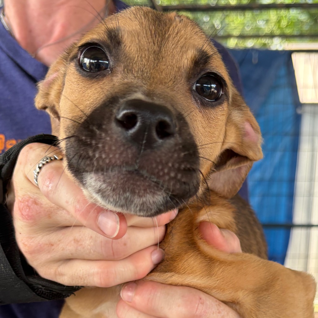 Valerie, an adoptable dog at SPCA-BC