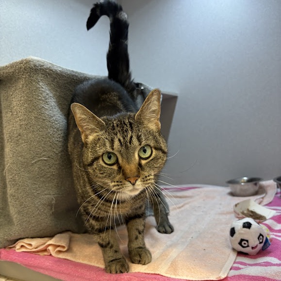 Photo of Tiger Lily