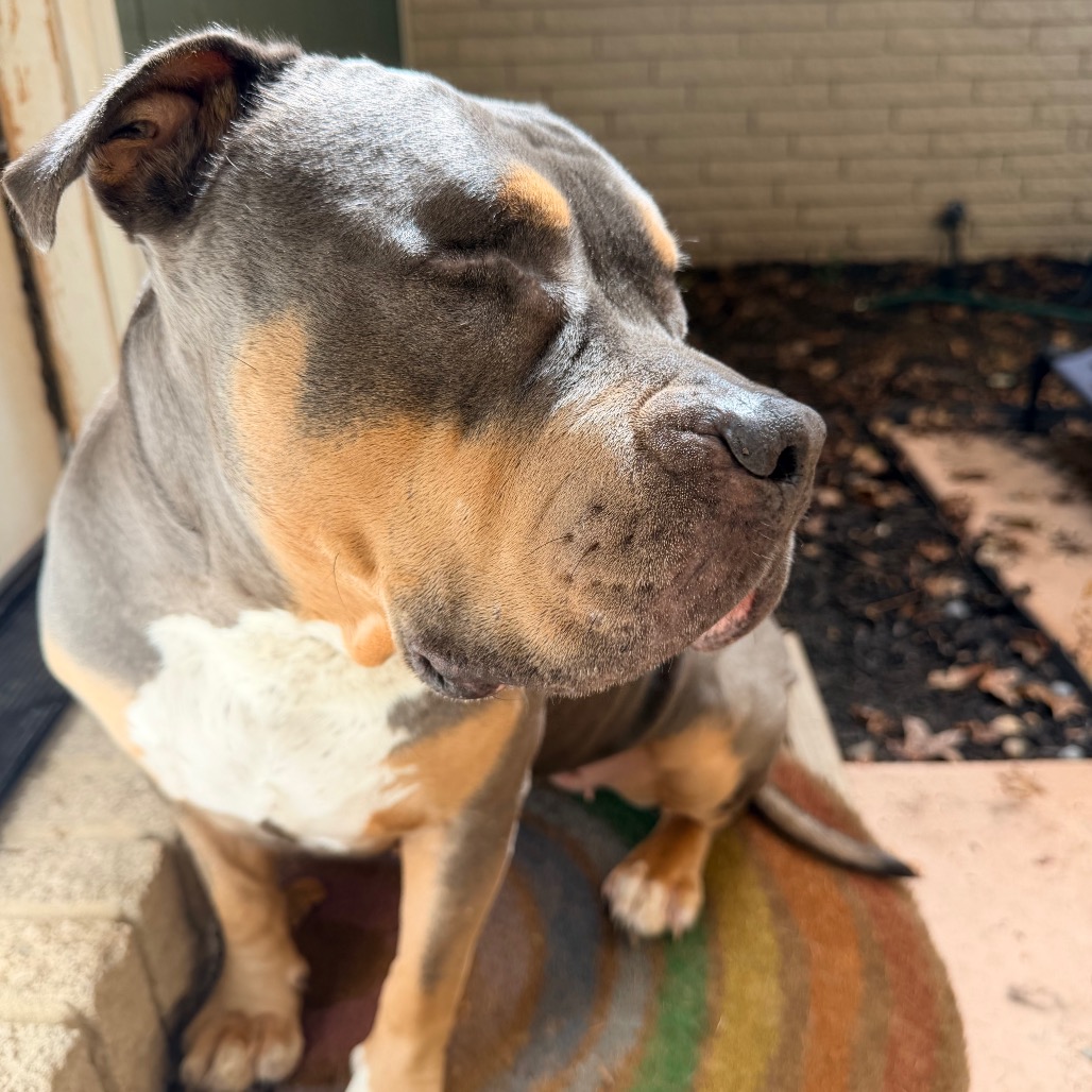 Princess Donut the Queen Anne Chonk, photo 31