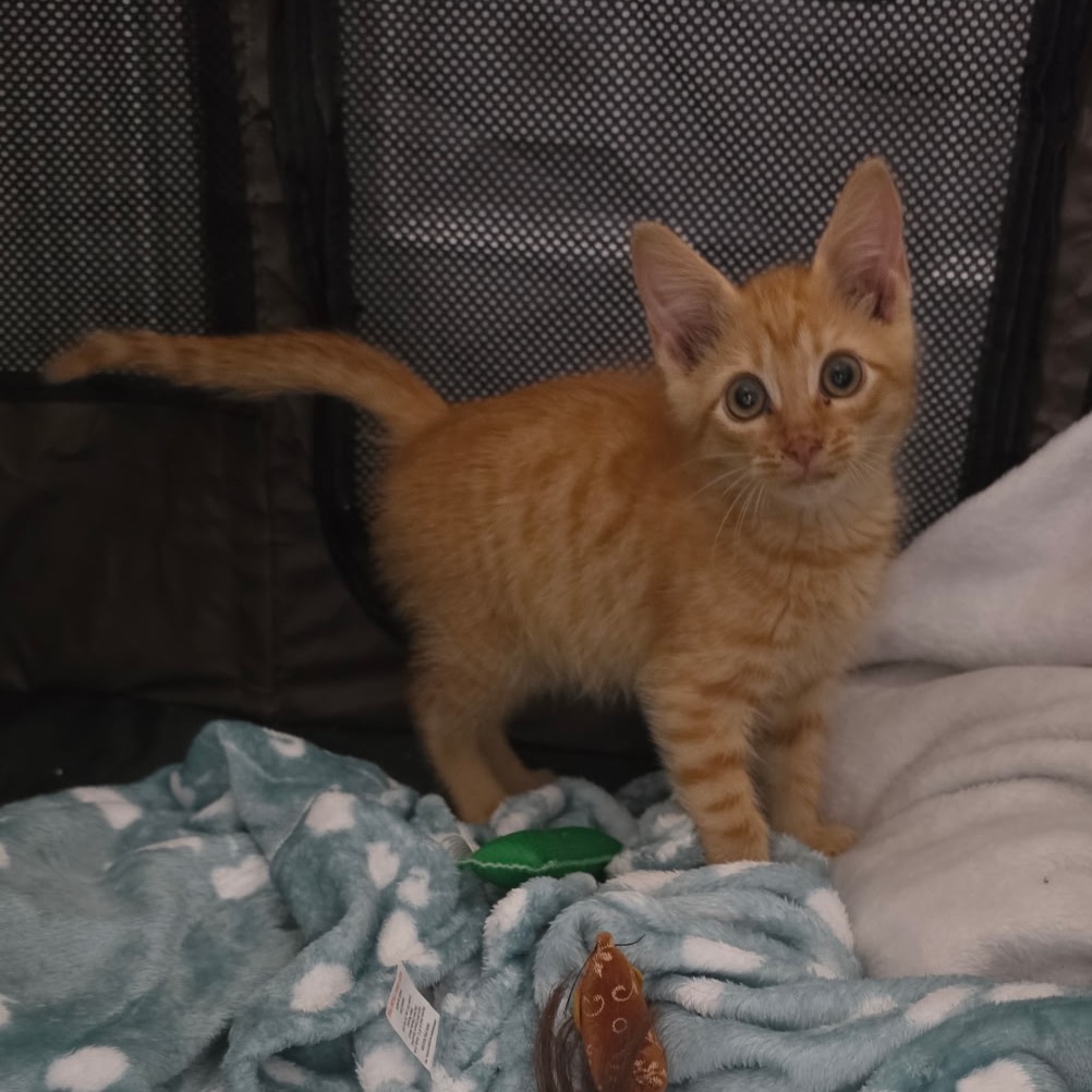 WEMBY - Domestic Shorthair available for adoption