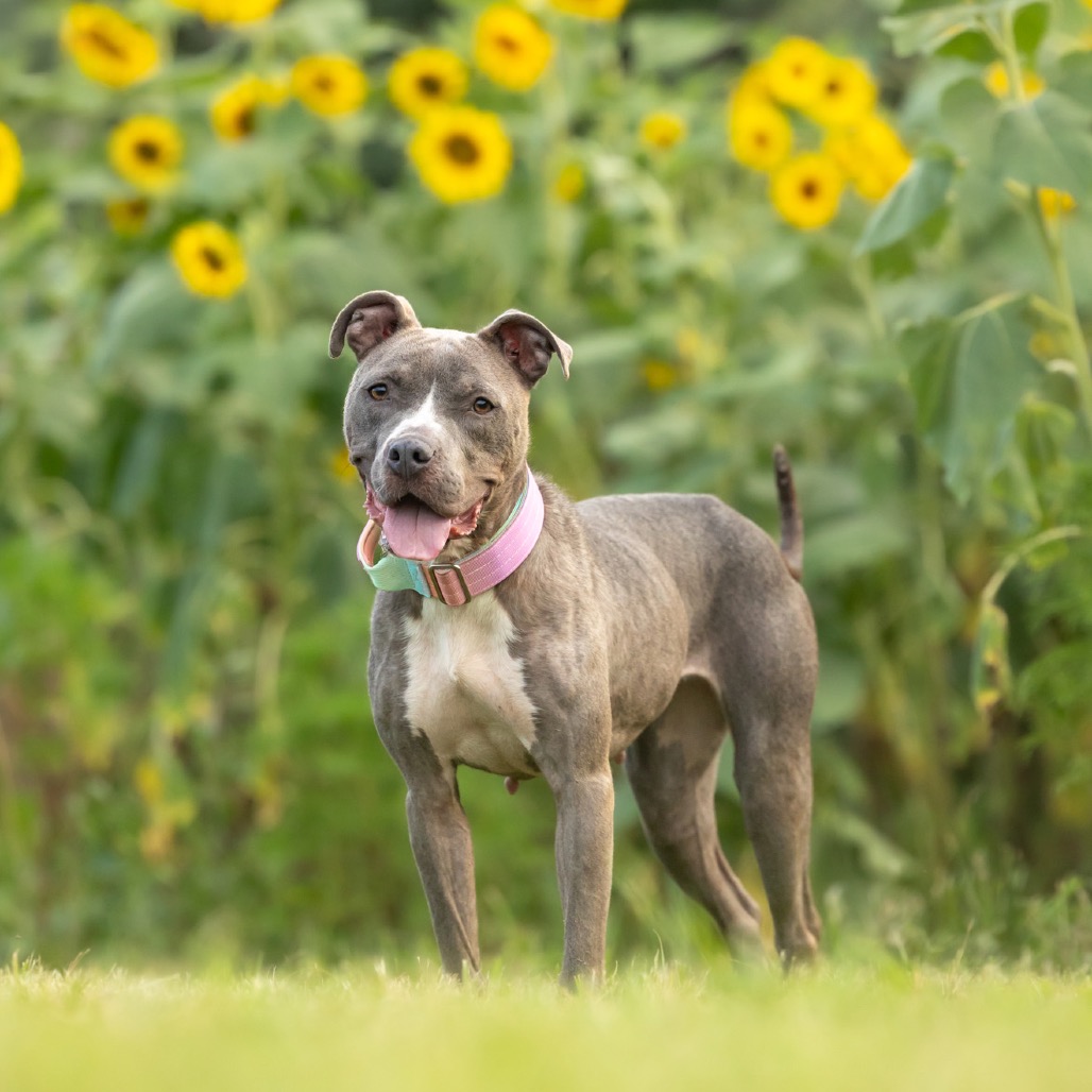 Star — thumbnail 3